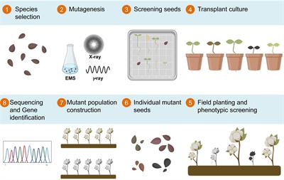 Advances in genome sequencing and artificially induced mutation provides new avenues for cotton breeding